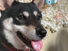 -柴犬高等学院·狗咖·柴犬售卖·宠物训练