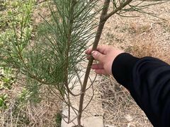 -汉长安城未央宫国家考古遗址公园