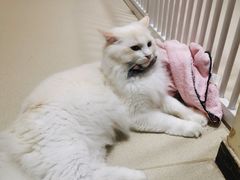 -藏猫猫咖啡主题馆(中央大道店)