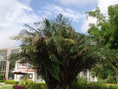 -广西壮族自治区药用植物园