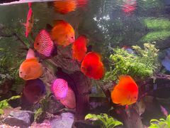 -上海海洋水族馆