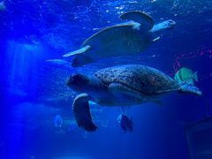 -太平洋海底世界