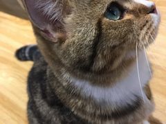 -啵啵喵·猫咖(攀华国际店)