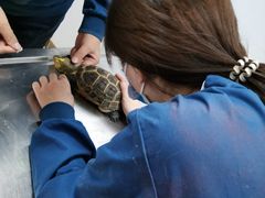 -瑞派·关忠动物医院·异宠专科·犬猫肿瘤·皮肤专科(望京店)