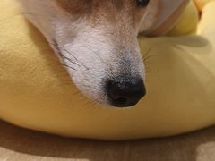 -逗柴咖啡屋·狗咖猫咖宠物桌游