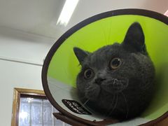 -嘉馨宠物医院·CT影像转诊·心脏科·犬猫全科诊疗中心(下沙大学城院区)