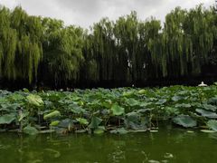 -团结湖公园