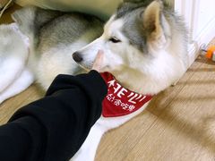 桃心-Husky Go! 哈士奇体验馆·宠物咖啡厅狗咖