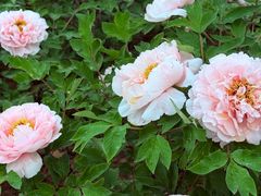 -洛阳市隋唐城遗址植物园