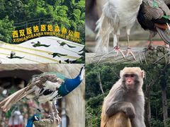 -西双版纳原始森林公园