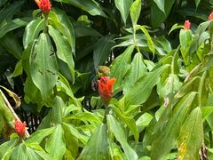 -新加坡植物园
