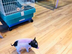 -藦茜花园宠物主题亲子互动体验馆(国顺东路店)