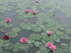 -桐乡凤凰湖