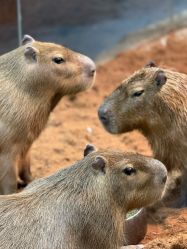 -Zoolung Zoolung动物主题公园(海信广场店)