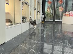 -小猫来了·猫咪专售(红山六九七九店)