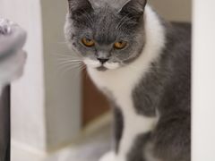 -猫小院猫主题餐厅(三里屯店)