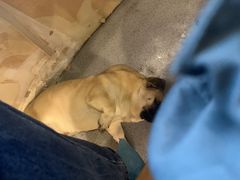 -喜柴咖啡·柴犬狗咖