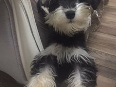 -米苏动物医院·犬猫专科·骨科外科内窥镜