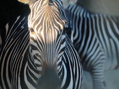 -泉州海丝野生动物世界