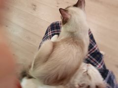 -Bastet sally猫舍购宠(静安店)
