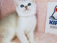 -十年猫舍·猫咪专门店(普陀店)