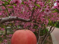 -苹果树下艺术餐厅(通州店)