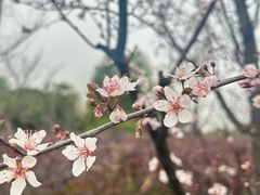 -八大山人梅湖景区