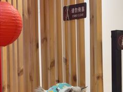 -柴迷FANS CLUB·柴犬狗咖·猫咖