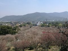 -香雪海