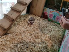 -正佳雨林生态植物园