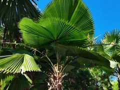 -中国科学院西双版纳热带植物园