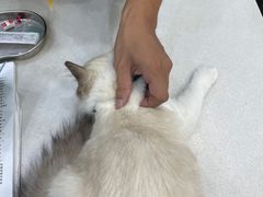 -乐琪宠物医院·犬猫专科·骨外科·急重症