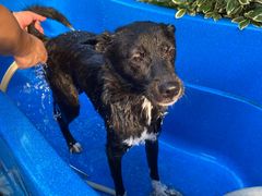 -汪说喵讲宠物乐园宠物酒店(红星美凯龙店)