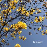 黄花风铃木与紫色无尽夏