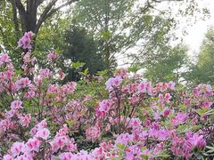 -杭州植物园