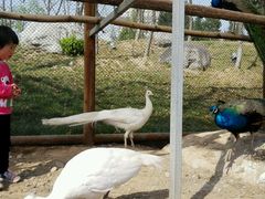 android_upload_pic-西安世博园