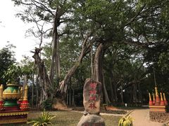 -瑞丽独树成林风景区