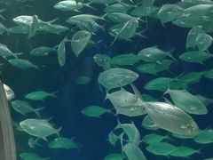 -上海海洋水族馆