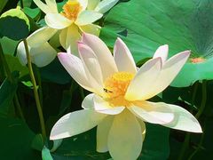 -莲花池公园