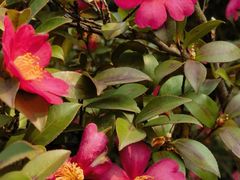 -新虹桥中心花园