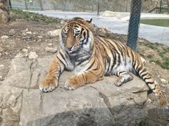 -栾川竹海野生动物园