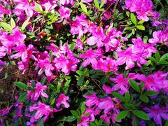 -铁山坪森林公园