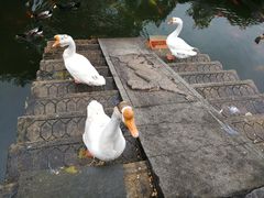 -豫园湖心亭茶楼