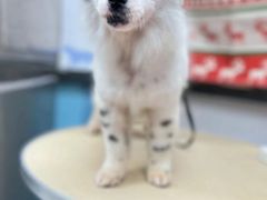 -宠颐生宠物医院·心肾内科·猫专科诊疗中心宠巢店
