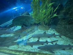 -芜湖新华联大白鲸海洋公园