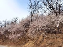 -北京西山国家森林公园