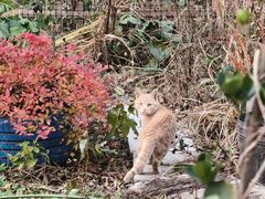 -胖子老牌优质水煎包