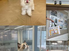 -翊宠yipet猫狗购宠庄园犬舍•猫舍