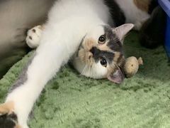 -宠颐生宠物医院外科·内科·皮肤科·影像科(石龙店)