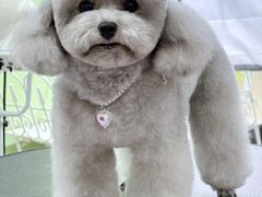 -萌宠之家·腊肠犬·马尔泰·小体犬舍